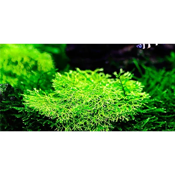 Tropica Riccia fluitans 1-2 Grow!