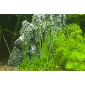 Tropica Eriocaulon cinereum 1-2 Grow!