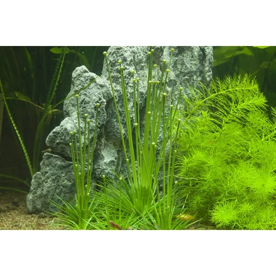 Tropica Eriocaulon cinereum 1-2 Grow!