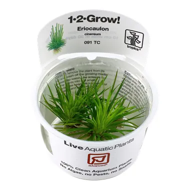 Tropica Eriocaulon cinereum 1-2 Grow!