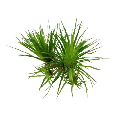 Tropica Eriocaulon cinereum 1-2 Grow!