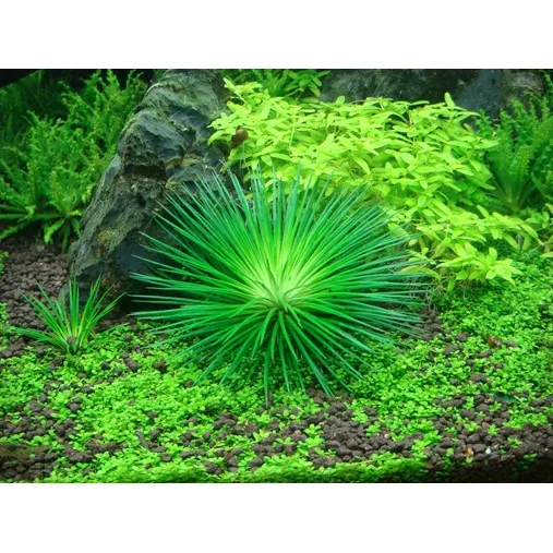 Tropica Eriocaulon cinereum 1-2 Grow!