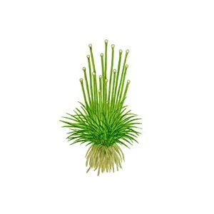 Tropica Eriocaulon cinereum 1-2 Grow!