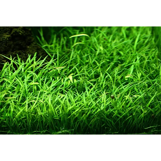 Tropica Lilaeopsis brasiliensis 1-2 Grow!