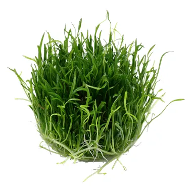 Tropica Lilaeopsis brasiliensis 1-2 Grow!