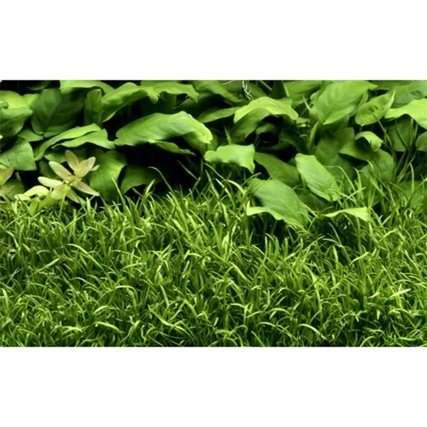 Tropica Lilaeopsis brasiliensis 1-2 Grow!