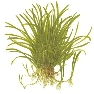 Tropica Lilaeopsis brasiliensis 1-2 Grow!