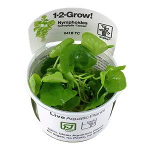 Nymphoides hydrophylla 'Taiwan' 1-2-Grow! Nymphoides hydrophylla 'Taiwan' 1-2-Grow!