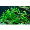Tropica Hemianthus micranthemoides 1-2 Grow!