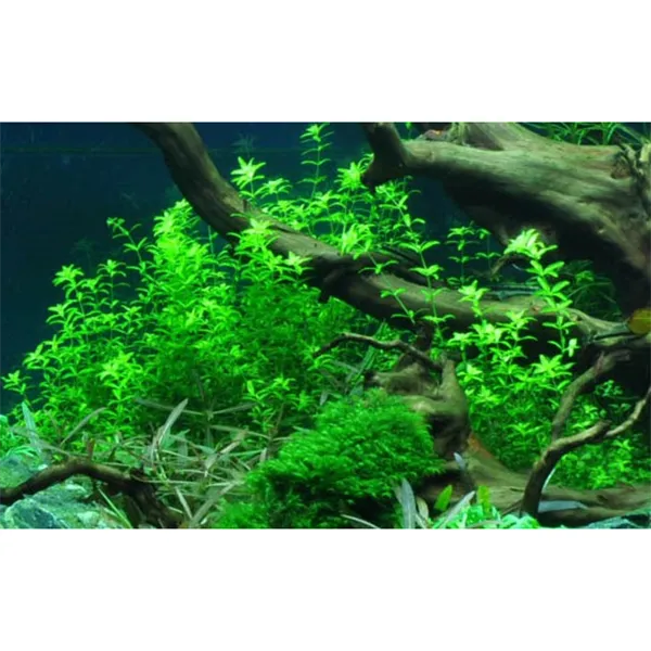 Tropica Hemianthus micranthemoides 1-2 Grow!