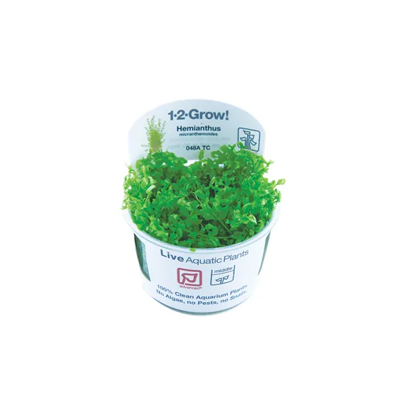 Tropica Hemianthus micranthemoides 1-2 Grow!