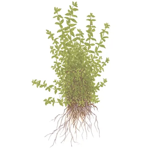 Tropica Hemianthus micranthemoides 1-2 Grow!