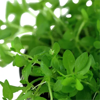 Tropica Hemianthus micranthemoides 1-2 Grow!