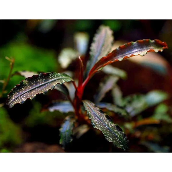 Tropica Bucephalandra 