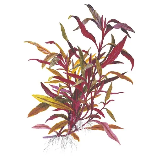 Alternanthera reineckii 