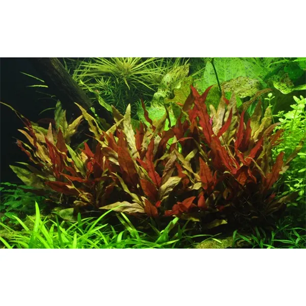 Alternanthera reineckii 