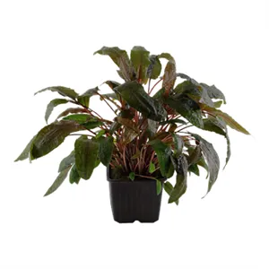 Cryptocoryne wendtii 'Tropica' XL Cryptocoryne wendtii 'Tropica' XL