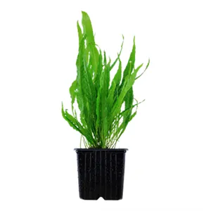 Microsorum pteropus XL Microsorum pteropus XL