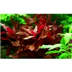 Tropica Alternanthera reineckii Rosanervig