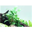 Tropica Anubias gracilis Tropica Anubias gracilis