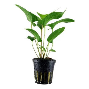 Tropica Anubias gracilis