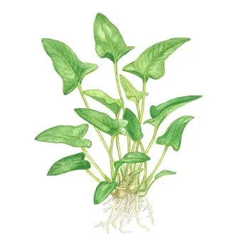 Tropica Anubias gracilis