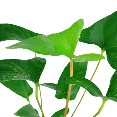 Tropica Anubias gracilis