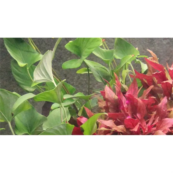 Tropica Anubias gracilis