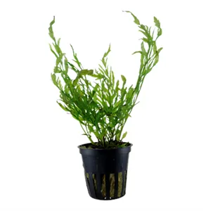 Bolbitis heudelotii Bolbitis heudelotii