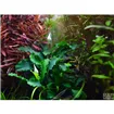 Tropica Bucephalandra pygmaea “Bukit Kelam“ Tropica Bucephalandra pygmaea “Bukit Kelam“