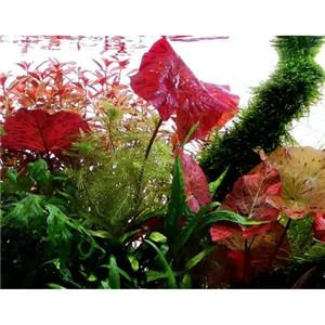 Tropica Nymphaea lotus