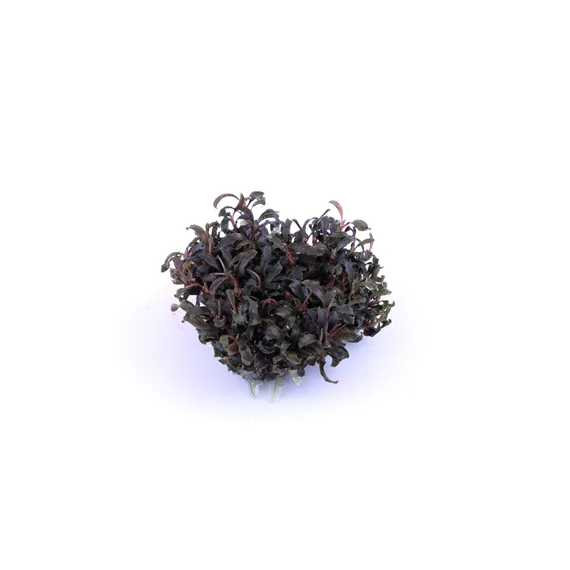 Tropica Bucephalandra 