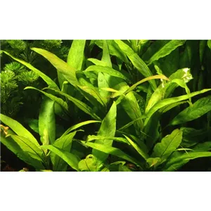 Tropica Hygrophila corymbosa 'Stricta'