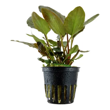 Tropica Lagenandra meeboldii 