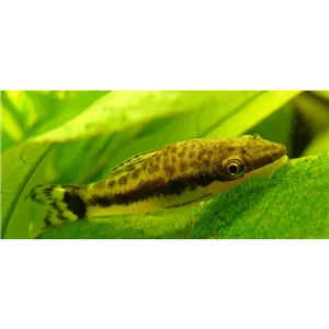 Cichlidka Ramirezova Electric Blue