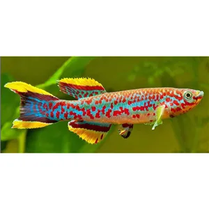 Halančík Gardnerův 