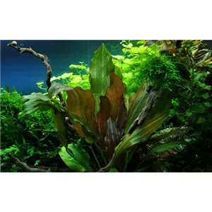 Tropica Echinodorus 'Reni' 1-2 Grow! Tropica Echinodorus 'Reni' 1-2 Grow!