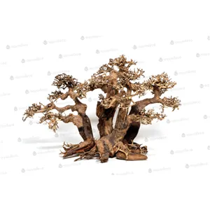 Forest bonsai L Forest bonsai L