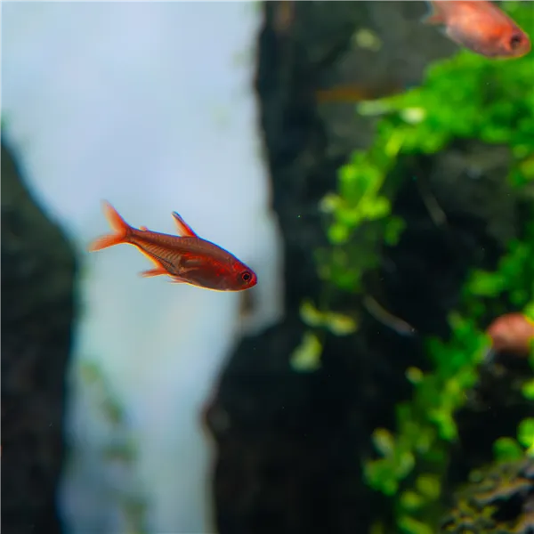 Tetra ohnivá 2 cm