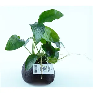 Anubias na kokosu