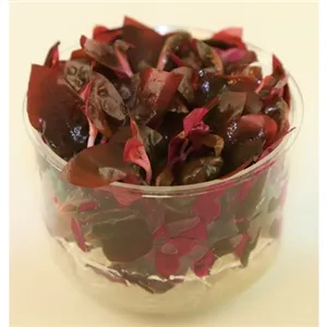 Alternanthera rosaefolia 1-2 Grow! Alternanthera rosaefolia 1-2 Grow!