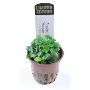 Anubias ‘Mini Coin’