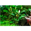 Tropica Bucephalandra pygmaea 'Bukit Kalem' 1-2 Grow! Tropica Bucephalandra pygmaea 'Bukit Kalem' 1-2 Grow!