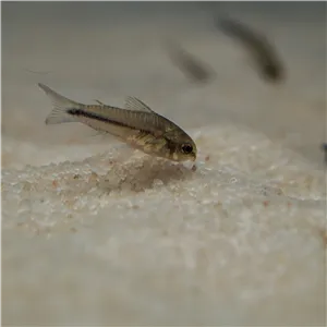 Pancéřníček malý