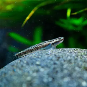 Hlaváč smaragdový