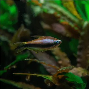 Tetra císařská 5 cm Tetra císařská 5 cm