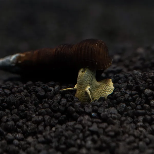 Tylomenia yellow rabbit