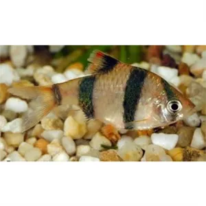 Parmička pětipruhá