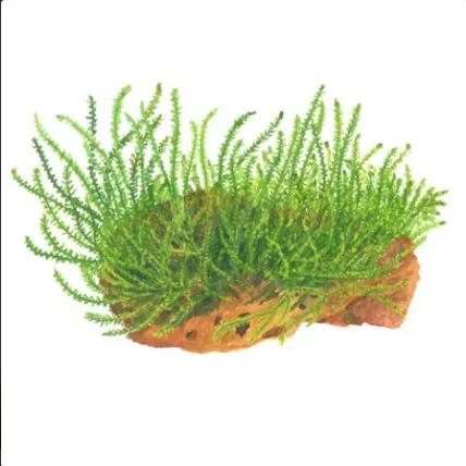 Tropica Leptodictyum 1-2 Grow!