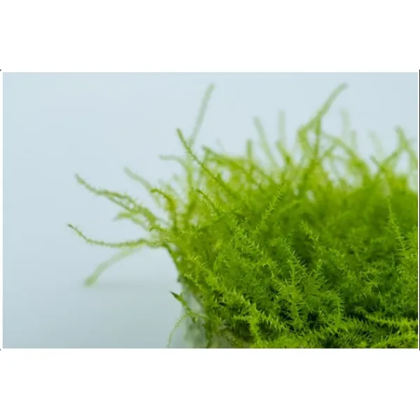 Tropica Leptodictyum 1-2 Grow!